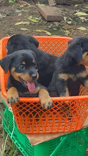 1-3 months Female Purebred Rottweiler