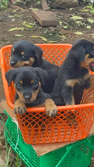 1-3 months Female Purebred Rottweiler