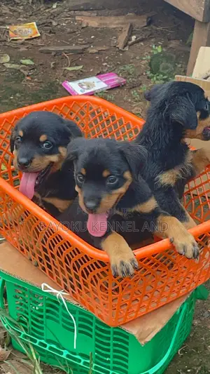 1-3 months Male Purebred Rottweiler