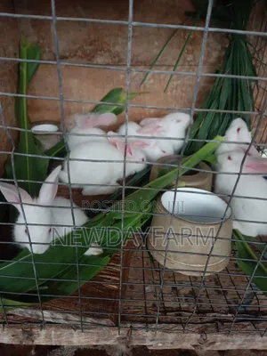 Rabbit Meat