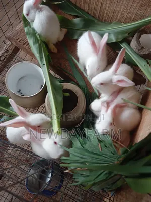 Rabbit Meat