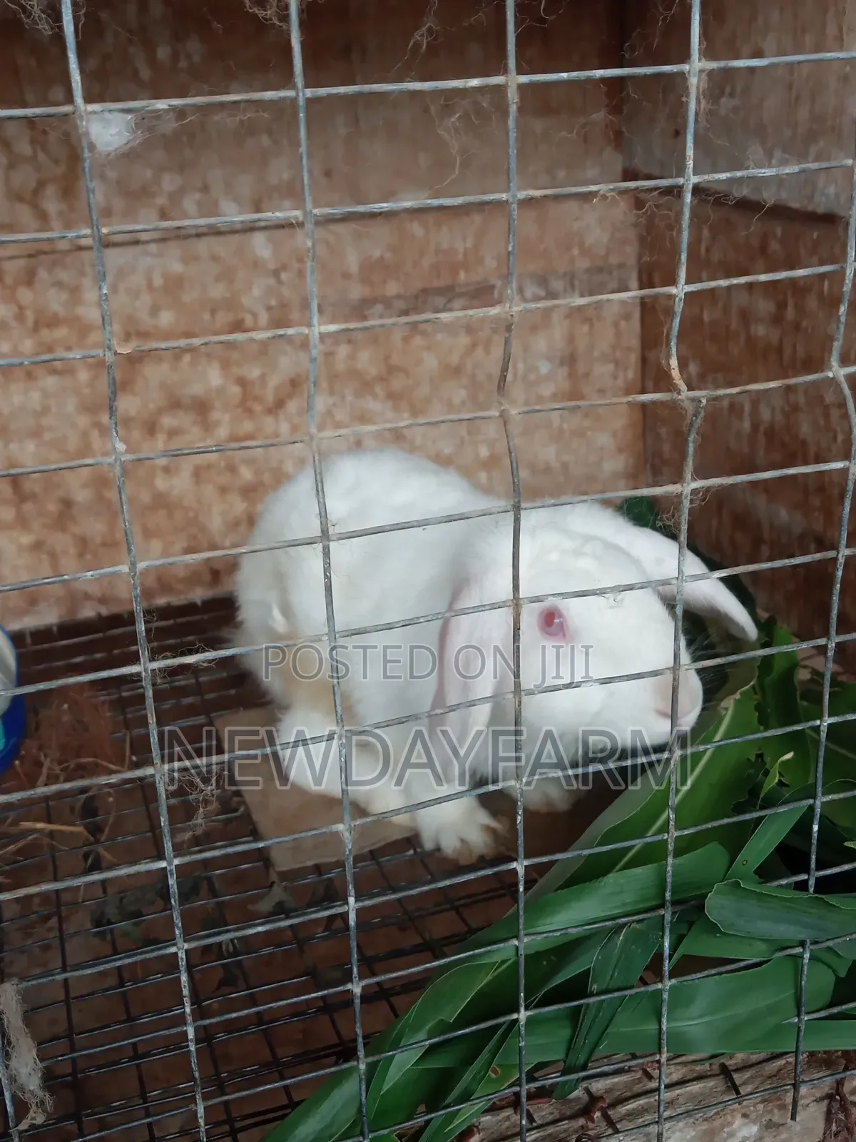Rabbit Meat