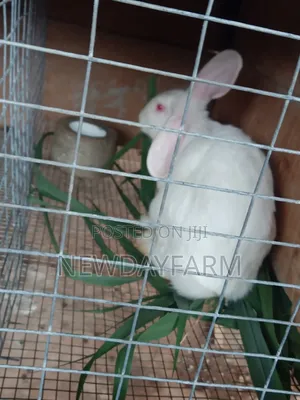 Rabbit Meat