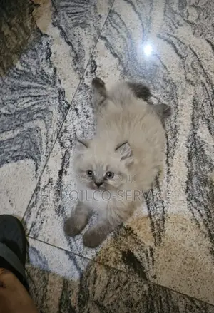 1-3 months Male Purebred Himalayan
