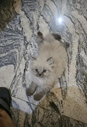 1-3 months Male Purebred Himalayan