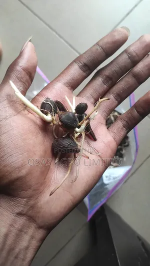 Hybrid Oil Palm Seed (Tenera)