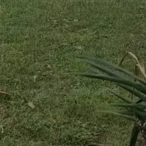 Land Available at Millennium Estate