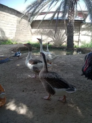 Adult Geese