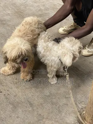 1+ year Male Purebred Lhasa Apso