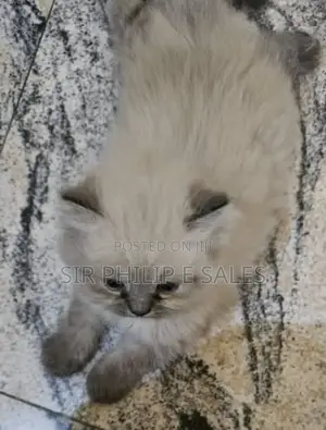 1-3 months Male Purebred Persian