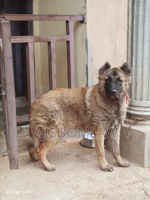 6-12 months Male Purebred Caucasian Shepherd