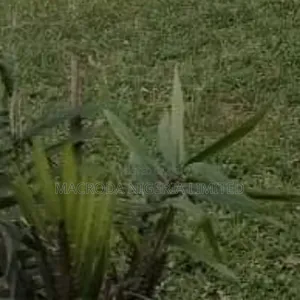 Well Located and Affordable Land