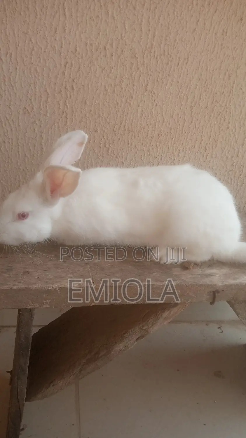 Grower Rabbit