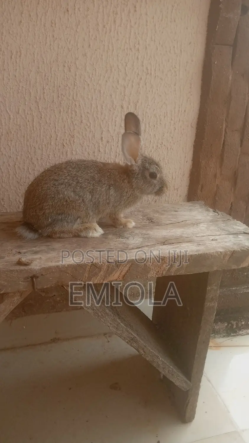 Weaner Rabbit
