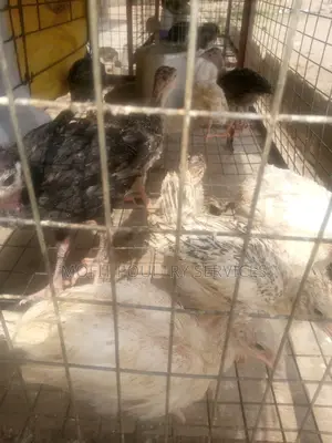 4 Weeks Local Turkeys
