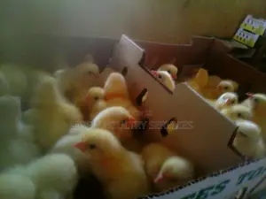 Day Old Broilers