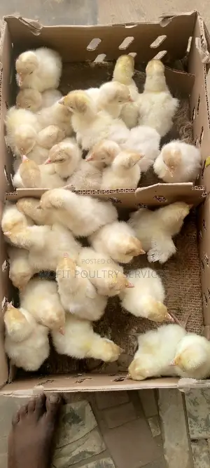 Day Old Cockerels