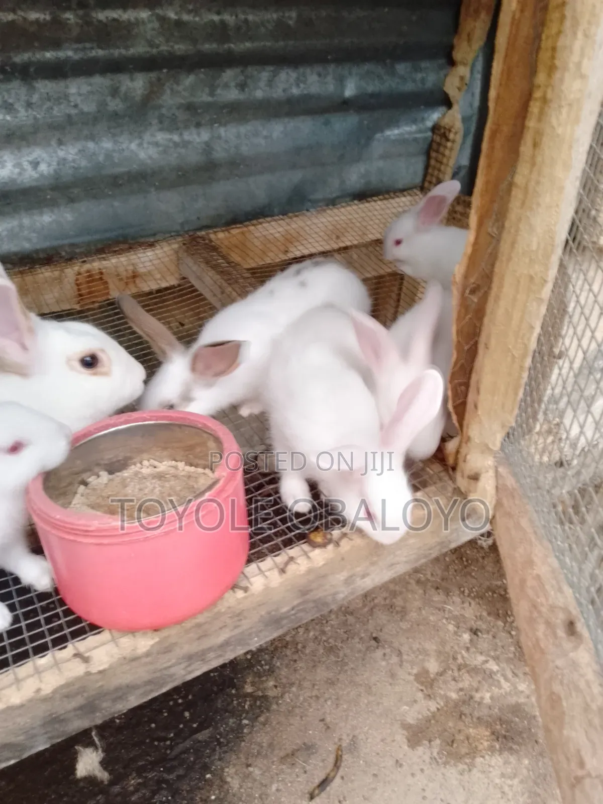 Top Quality Hyla Rabbit Weaners Available