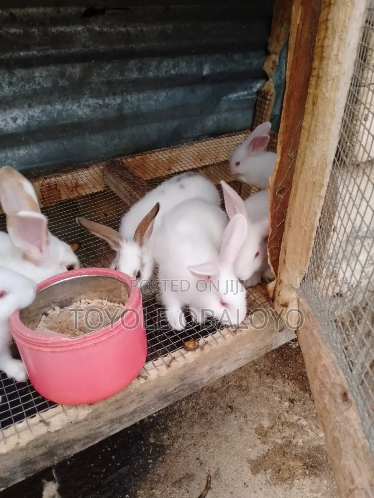 Top Quality Hyla Rabbit Weaners Available