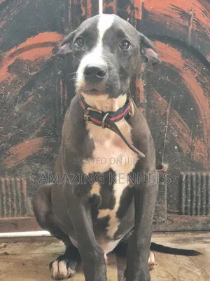 Photo - 3-6 months Male Purebred American Pit Bull Terrier