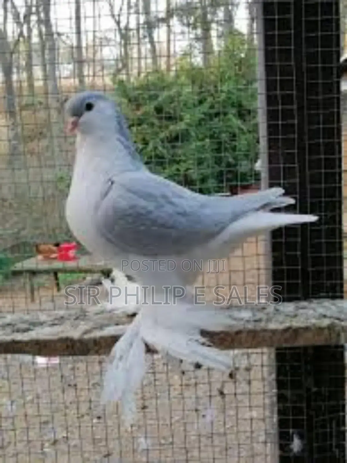 Silver Lahore Pigeon