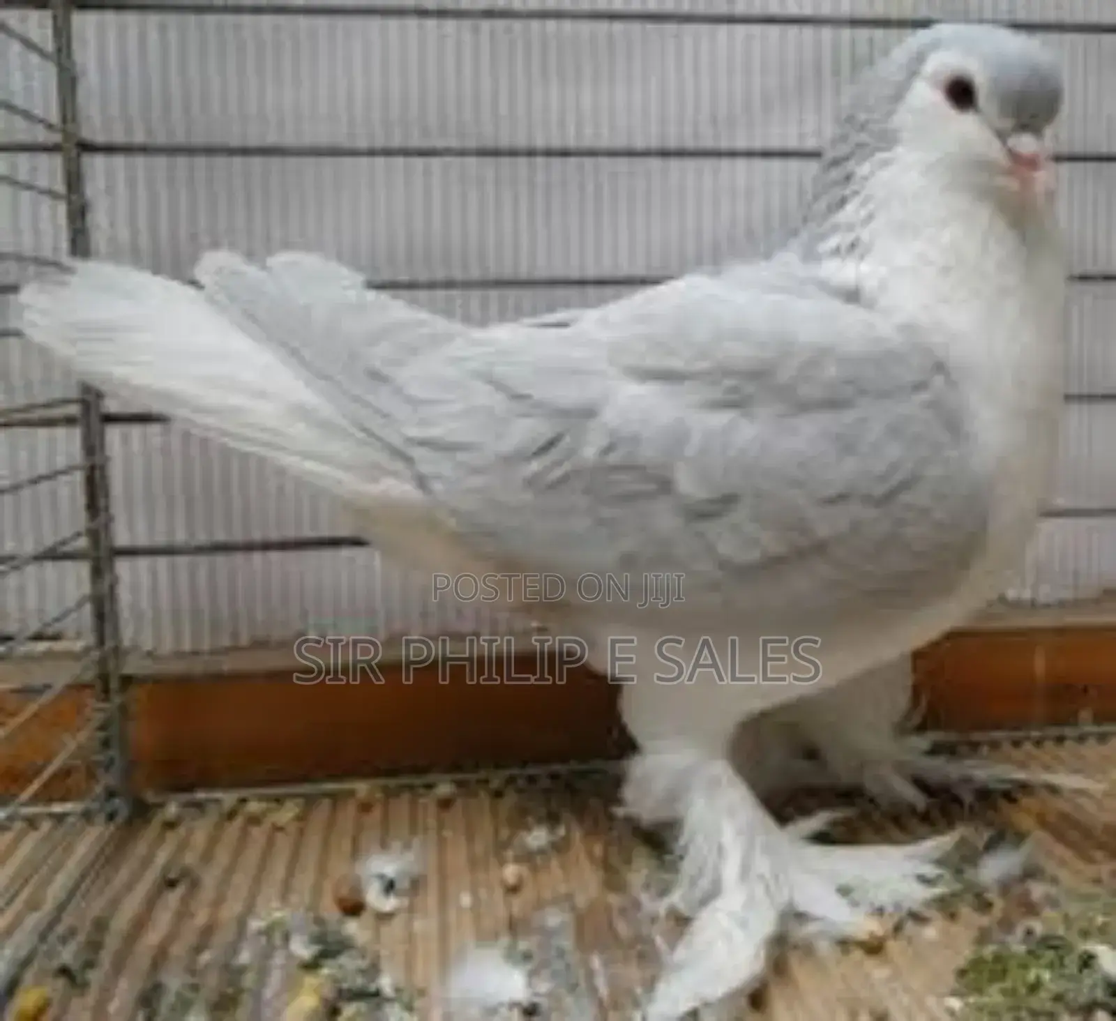 Silver Lahore Pigeon