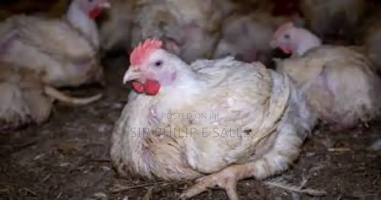 Broiler Chicken