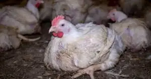 Broiler Chicken