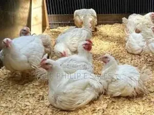 Broiler Chicken
