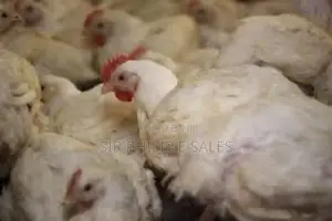 Broilers Chicken