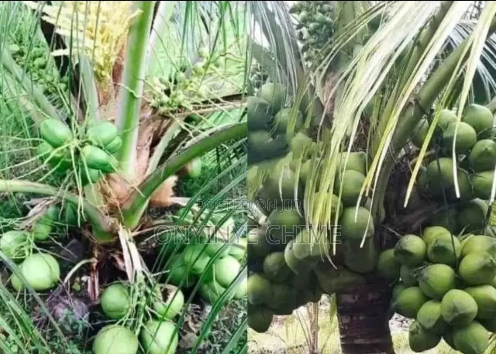 Dwarf Coconut