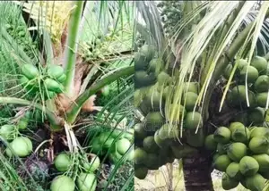 Dwarf Coconut