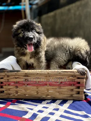 1-3 months Female Purebred Caucasian Shepherd