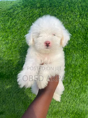 1-3 months Male Purebred Lhasa Apso