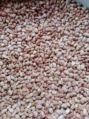 Honey Beans Available in Bulk and Retail