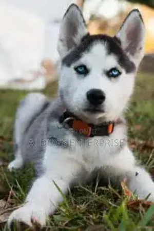1-3 months Female Purebred Siberian Husky