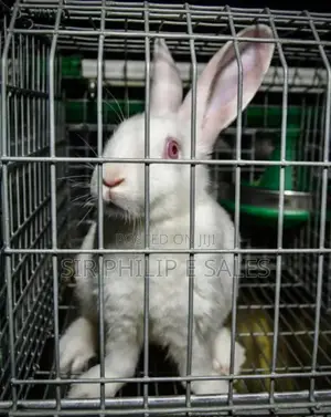 Pure California White Rabbit