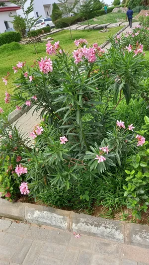 Oleander Flowers