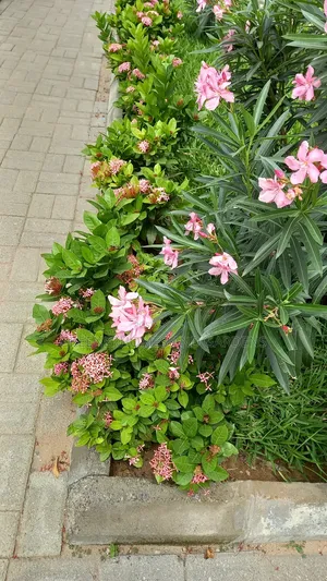 Oleander Flowers