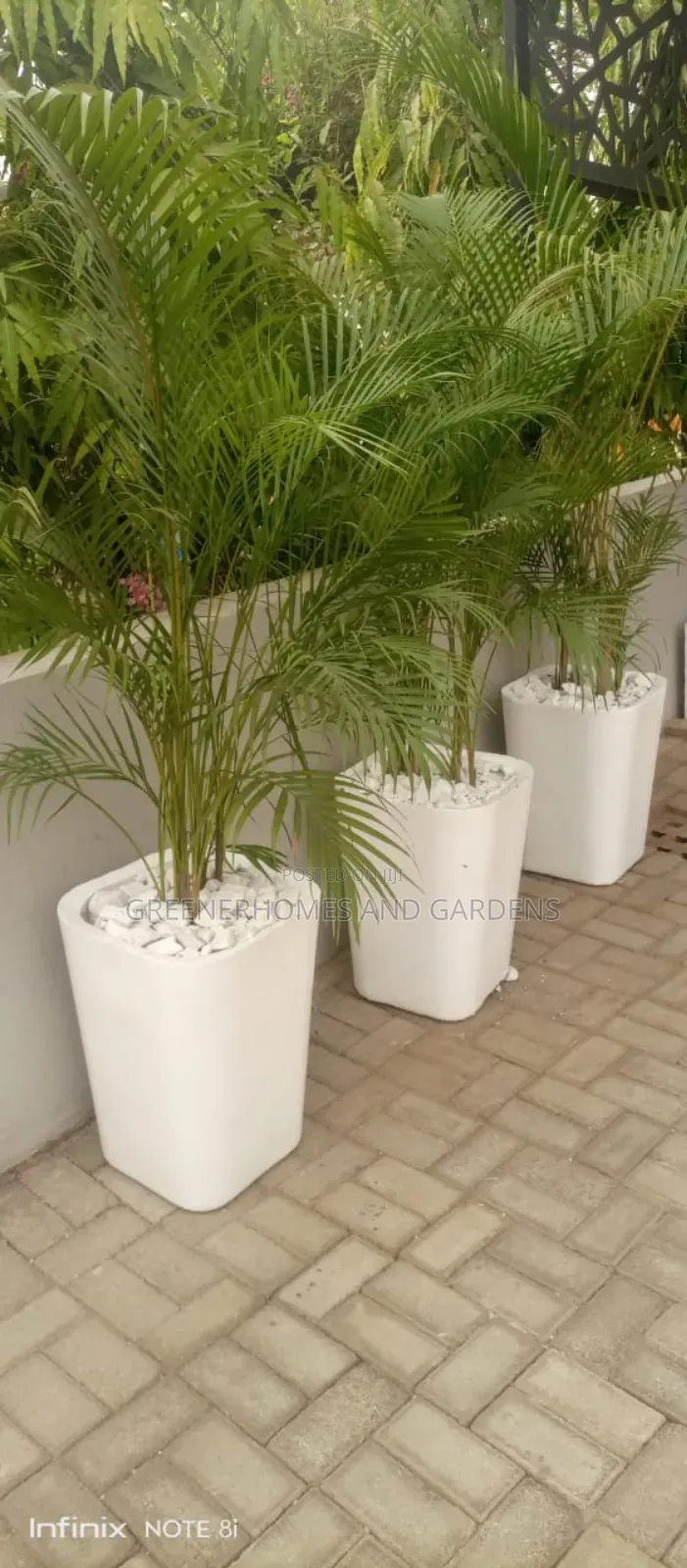 Pot Plants