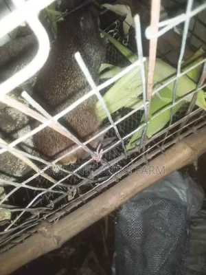 Grasscutter