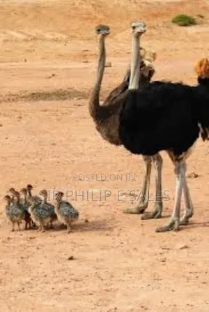 Purebread Ostrich