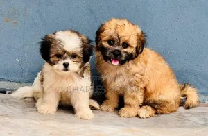 1-3 months Male Purebred Lhasa Apso
