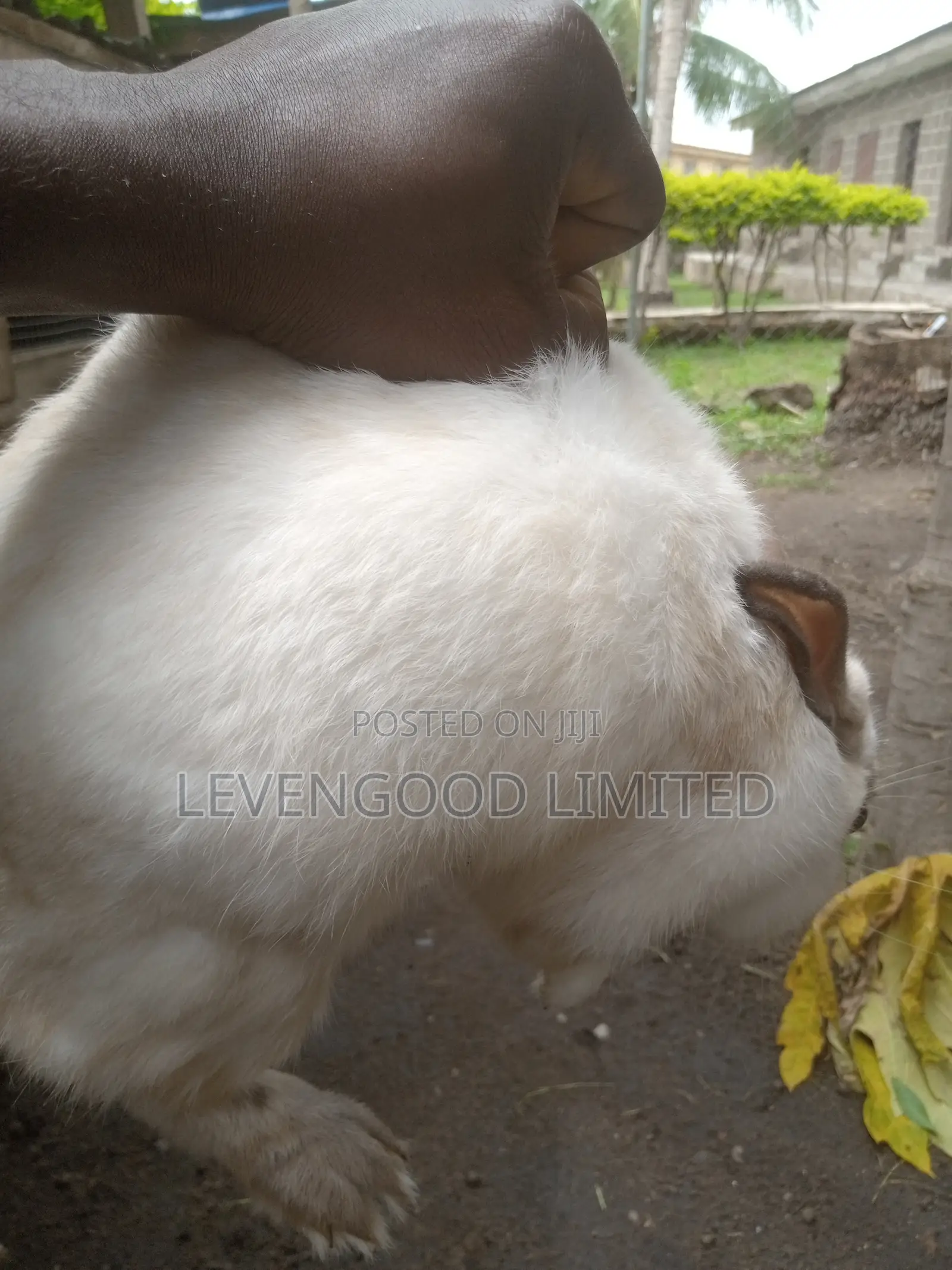 Pets and White (Lean) Meat