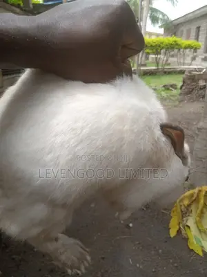 Pets and White (Lean) Meat