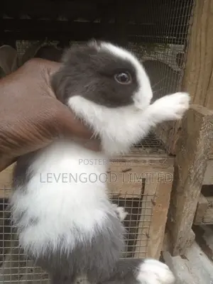 Pets and White (Lean) Meat