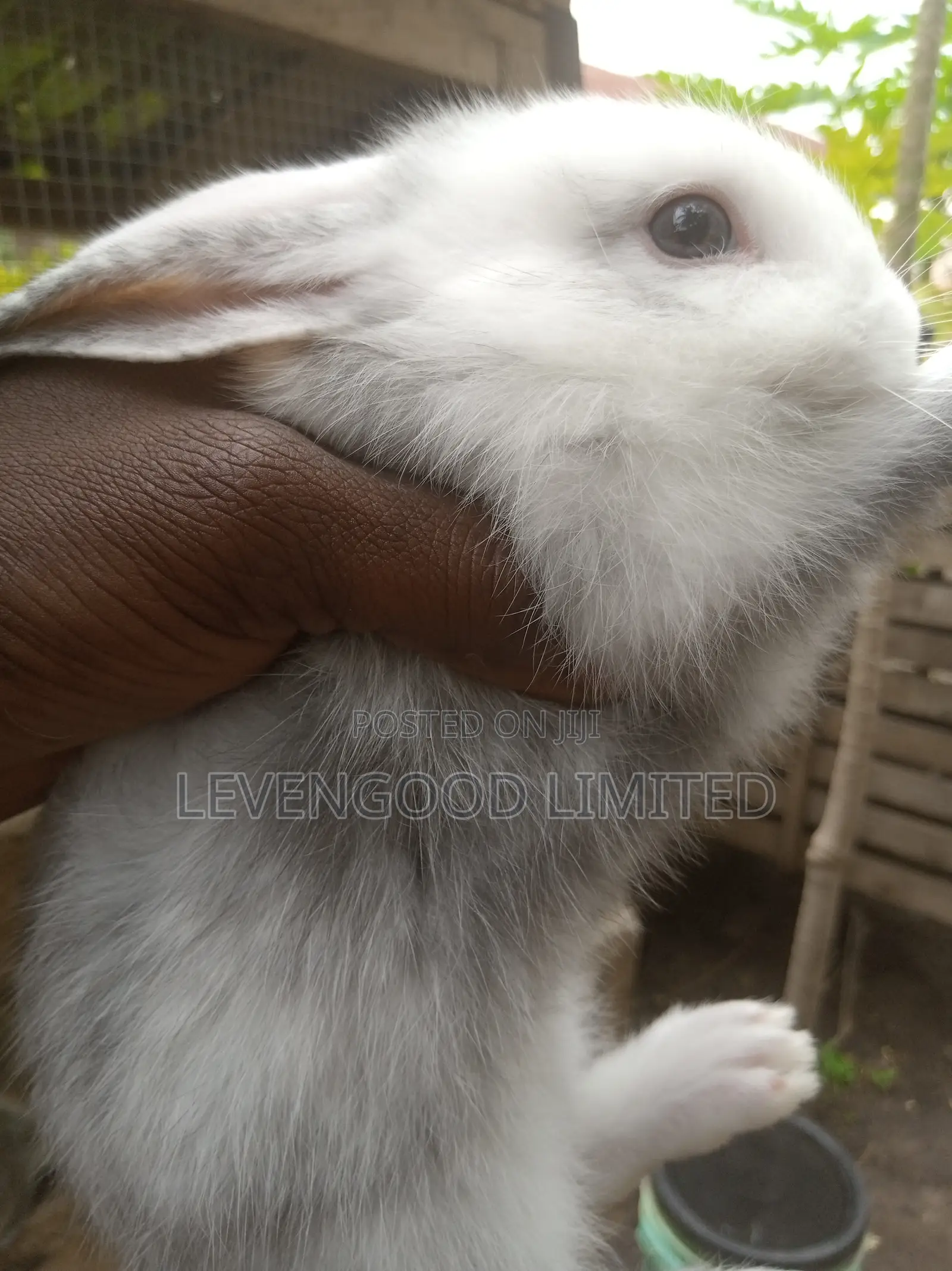 Pets and White (Lean) Meat