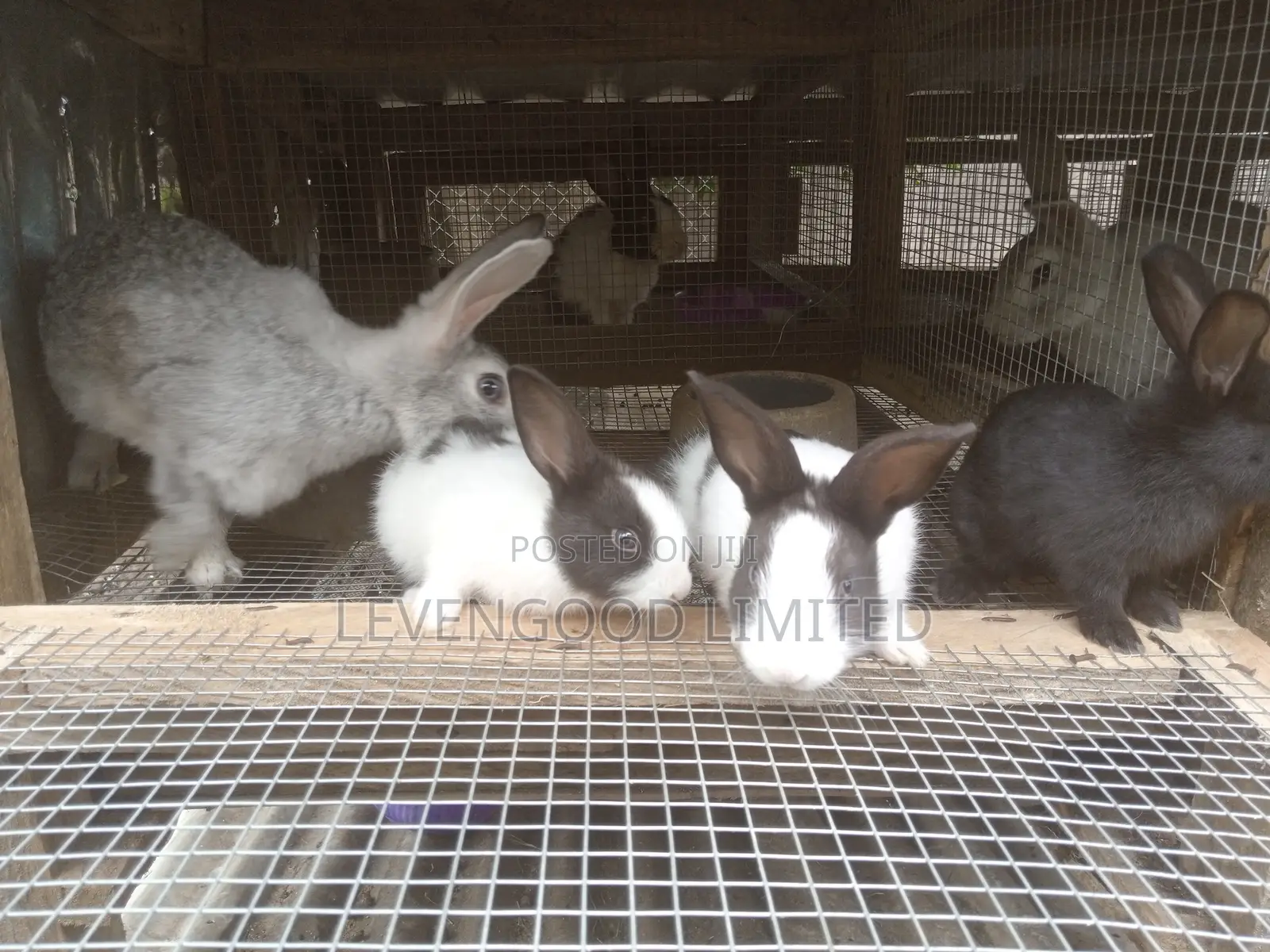 Pets and White (Lean) Meat