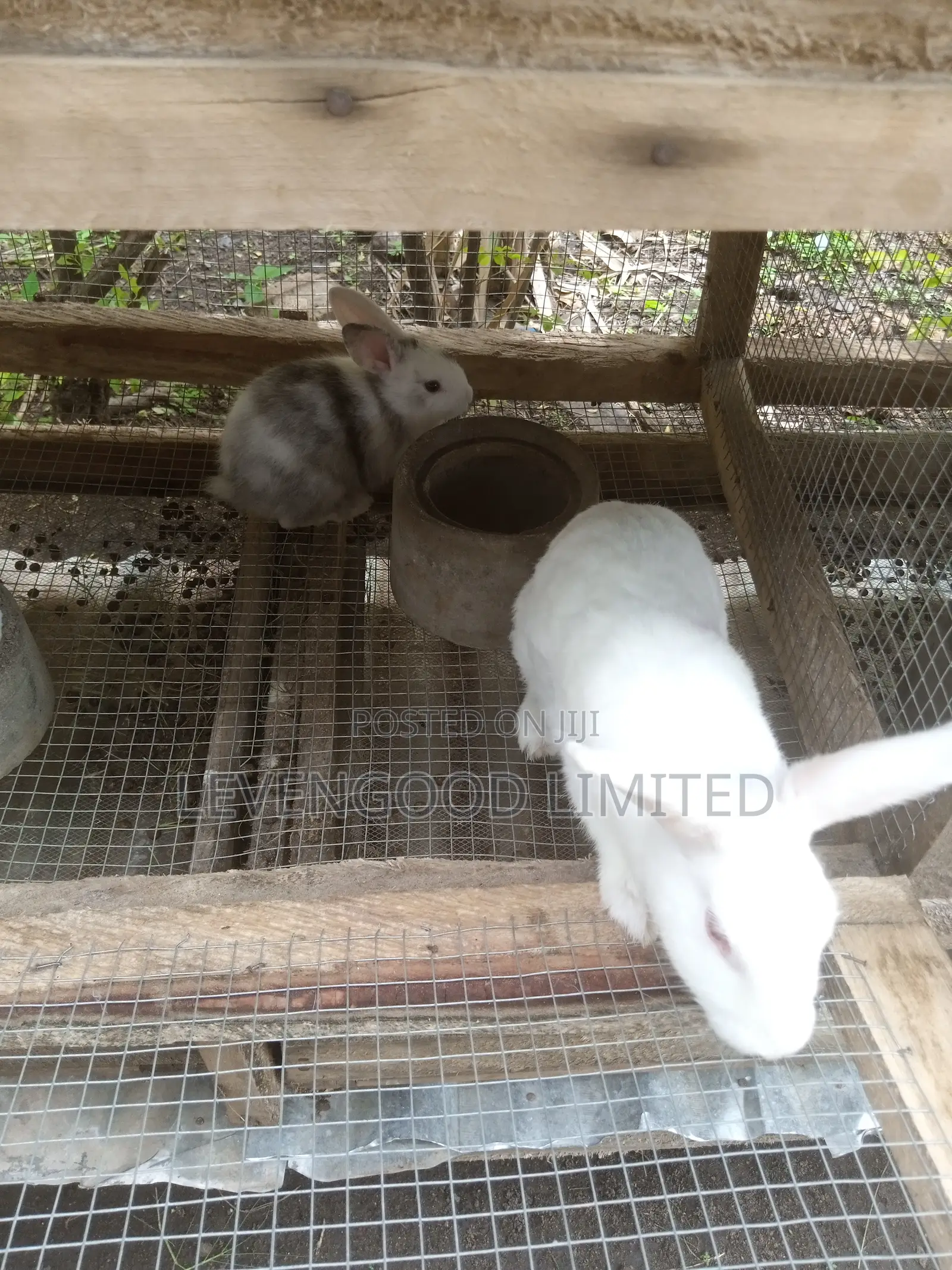 Pets and White (Lean) Meat