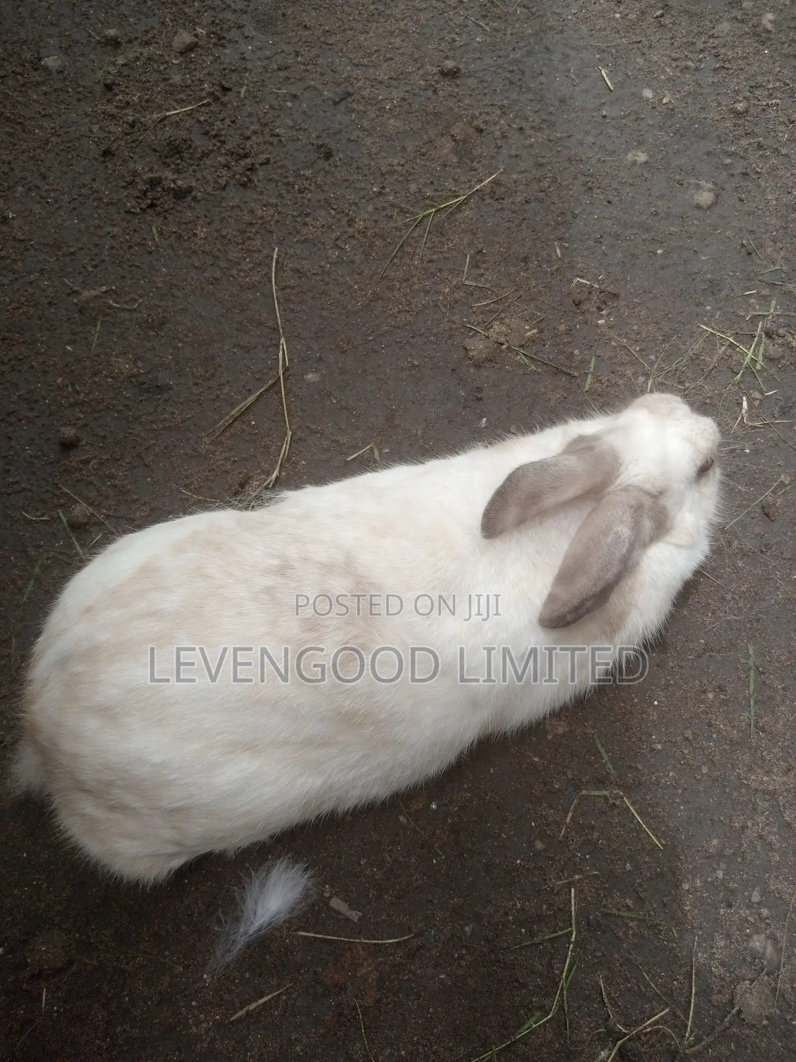 Pets and White (Lean) Meat